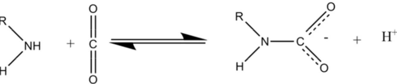 Figure 20 : Formation de carbamate, réaction entre une lysine et le CO 2