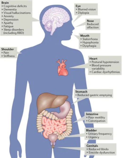Figure 5 Representation of the non-motor symptoms of PD (Schapira et al. 2017). 