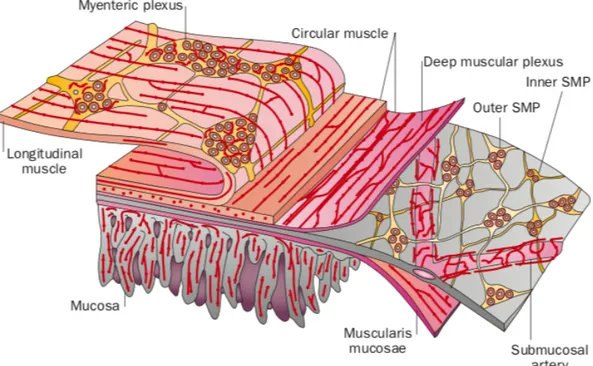 Figure 6 The different layers of the intestines. The myenteric plexus is the one in  charge of motility (Furness 2012)
