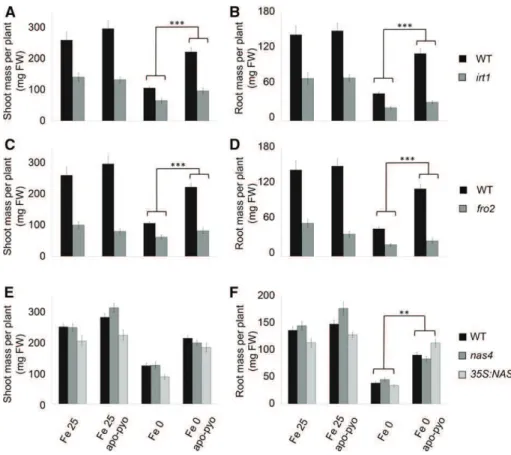 Figure 7. Growth phenotypes of mu- mu-tants impaired in genes involved in iron homeostasis in response to apo-pyo in iron-sufficient or iron-deficient medium after 7 d of treatment
