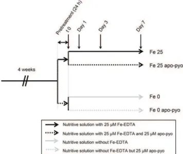 Figure 1. Experimental design. After 4 weeks of hydroponic culture in the nutritive solution containing 25 m M Fe-EDTA, plants were subjected to 24 h of pretreatment in iron-sufficient (nutritive solution with 25 m M