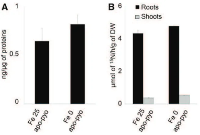 Figure 2. Detection of apo-pyo in Arabidopsis tissues. Plants were cultivated and treated by apo-pyo as indicated in Figure 1