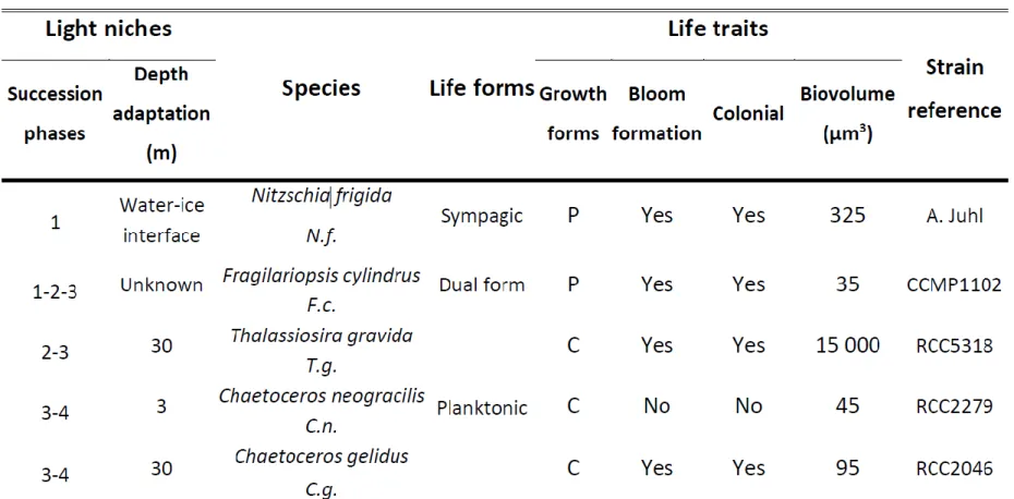 Table 1: Arctic diatom species used in this study with their strain references and defining life traits (Succession phases refer to  Fig