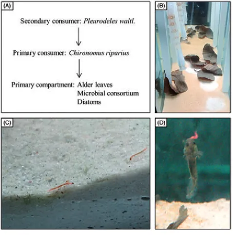 Figure 2. Experimental trophic chain studied in mesocosm. (A) Schematic representation of trophic relations between species, from consumers to prey