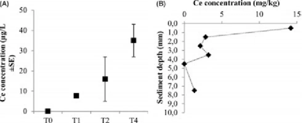 Figure 4. Ce concentrations (A) in the water column, at different sampling times and (B) in the sediment at T4