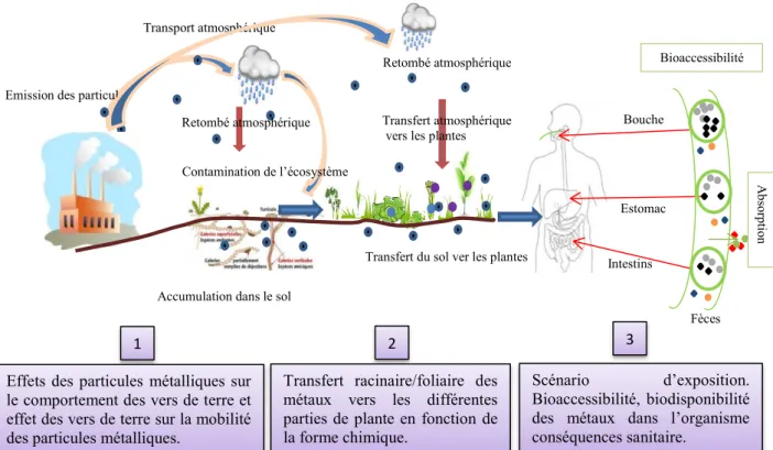 Figure 6 : Schéma représentant le contexte scientifique général de la thèse.Transport atmosphérique  Bouche Estomac Intestins Bioaccessibilité   Fèces Absorption123