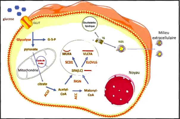 Figure  1.3  Résumé des principales étapes de la voie de la lipogenèse  de  novo au niveau  des hépatocytes