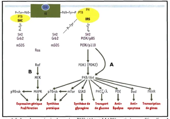 Figure  1.5  Les deux principales voies , PI3k/Akt et MAPK, activées par l'insuline._Les  abréviations  sont  les  mêmes  que  celles  utilisées  dans  le  texte