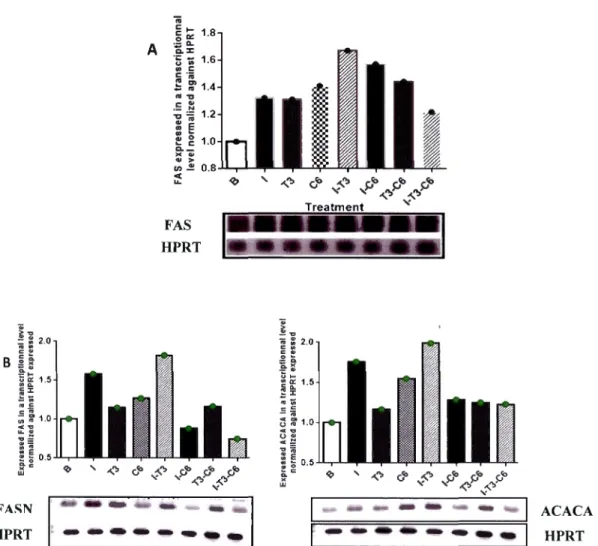 Figure  3.2  Effets  du  C6  sur  l'expression  des  gènes  FASN  et  ACACA  induite  par  l'insuline et l'hormone T3  dans des hépatocytes