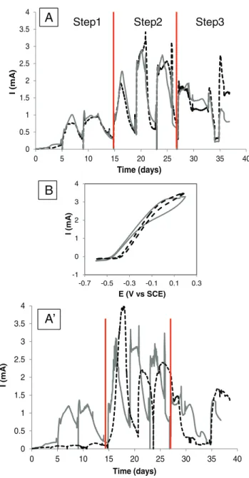 Fig. 1. Current intensity as a function of time for carbon cloth (dotted line) and carbon felt bioanodes (gray plain line) polarized at +0.15 V/SCE, fed with food waste (A and A′)