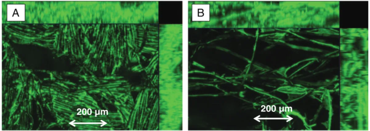 Fig. 3. 3D epiﬂuorescent microscopy of secondary bioanodes formed under polarization at +0.15 V/SCE on A/carbon cloth and B/carbon felt (day 37).