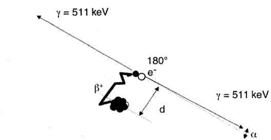 Figure 1.1  : L’annihilation d’un positron avec un électron génère deux photons (y) de 511  keV colinéaires (180° ± a ) [10]