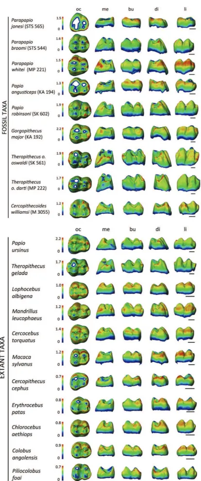 Figure 4. Enamel thickness cartographies of the upper third molar crown of some selected Plio-Pleistocene and extant cercopithecoid specimens