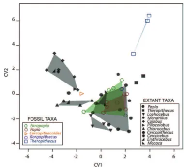 Figure 6. Canonical variate analysis (CVA) of the deformation-based shape compari- compari-sons of the upper third molar enamel-dentine junctions in some Plio-Pleistocene and extant cercopithecoid specimens