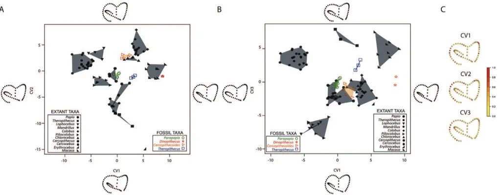 Figure 9. Canonical variate analysis (CVA) of the Procrustes-registered shape coordinates of the bony labyrinth morphology calculated for some Plio-Pleistocene and extant cercopithecoid specimens and computed for the components CV1 and CV2 (A) and CV1 and 