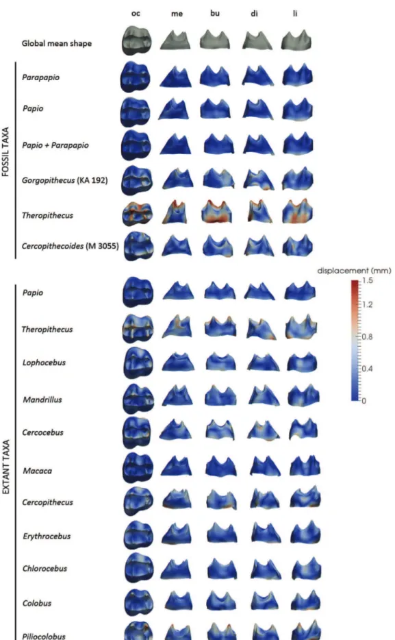 Figure 1. Comparative maps of morphological deformations from the mean template (GMS; top row) of the upper third molar enamel-dentine junctions (EDJs) computed for the overall cercopithecoid sample to the taxon mean shape (TMS) of Plio-Pleistocene and ext