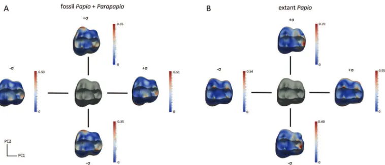 Figure 2. Morphological standard deviation of the taxon mean shape (TMS; in grey) of the upper third molar enamel-dentine junctions along the two axes computed for the Plio- Plio-Pleistocene group including both Papio and Parapapio (A) and for the extant P