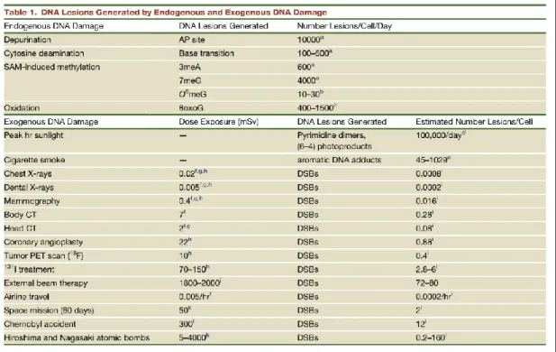 Tableau 1 : Facteurs de dommage à l’ADN et type de lésion. Tiré de Ciccia et Elledge.  (2010)
