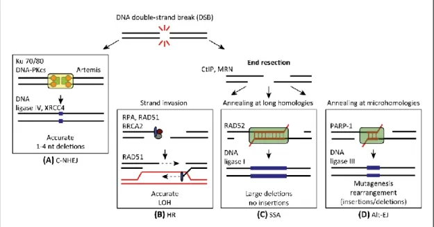 Figure 2  :  Les  quatre mécanismes  de  réparation  des  CDB  de  l’ADN.  Tirée de  Ceccaldi  et  al