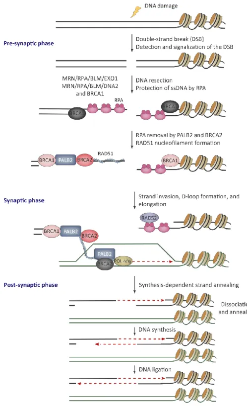 Figure 3 : Les trois phases de la réparation par recombinaison homologue. Tirée de Ducy et al