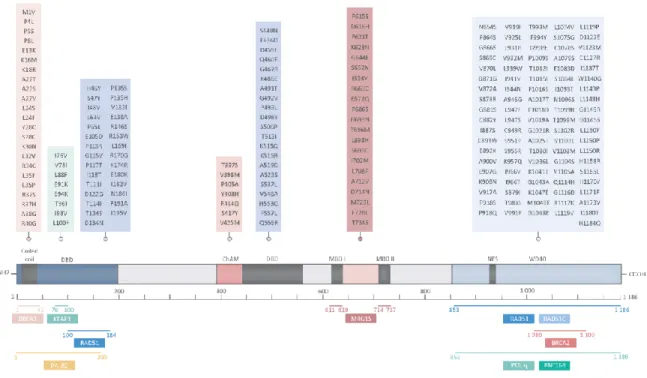 Figure 5 : Mutations faux sens dans PALB2 retrouvées chez des patients atteints du cancer du  sein