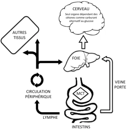 Figure	 9:	 Différence	 d’absorption	 entre	 les	 triglycérides	 de	 moyennes	 chaînes	 (MCT,	 flèches	 vides)	 et	 les	 triglycérides	 de	 longues	 chaînes	 (flèches	 pleines;	 adaptée	 de	 Nugent	et	al.,	2015).		