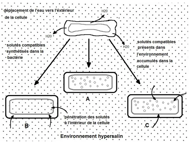 Figure 2.2 Mécanismes d'osmorégulation pour une bactérie en milieu hypersalin 