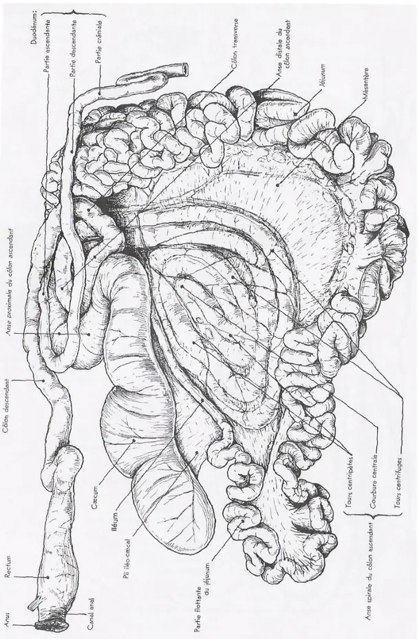 Figure 1 : Schéma représentatif de l’intestin grêle et du gros intestin des bovins en face  droite après étalement (Barone 1990) 