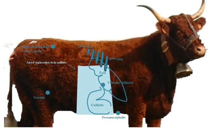 Figure  7  : Représentation  de la zone d’intérêt échographique  pour l’exploration  de la  caillette 