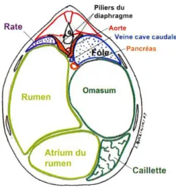 Figure 9  : Coupe transversale de l’abdomen de bovin au niveau de T11 (d'après  BUCZINSKI  S, DESCOTEAUX L 2009) 