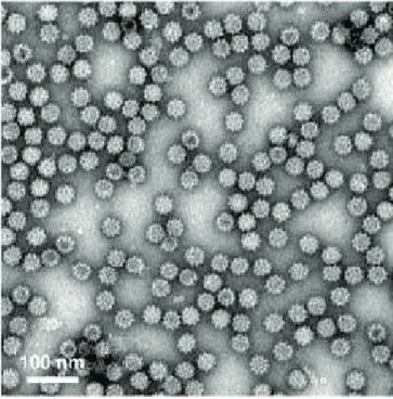 Figure 3 : Le RHDV en microscopie électronique (Wang et al., 2013) 
