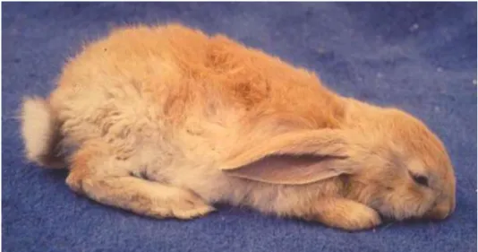 Figure  14 :  Lapin  mort  de  la  RHD  suite  à  une crise convulsive.  
