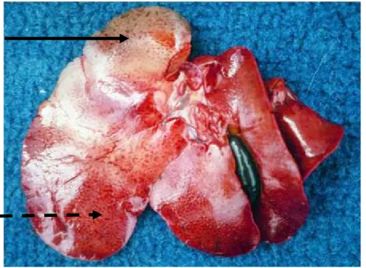 Figure 18 : Foie d’un lapin atteint de RHD.  