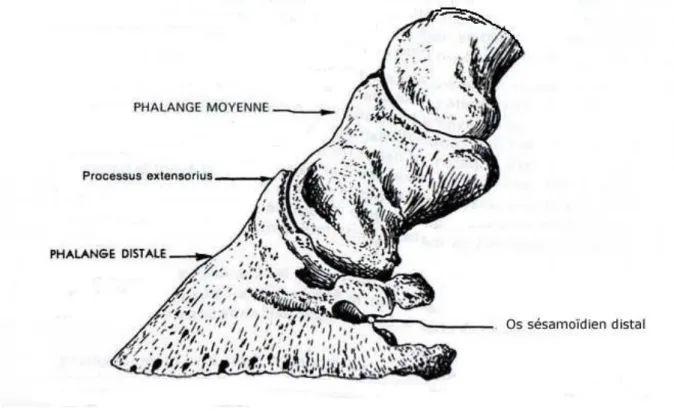 Figure 9 : squelette du pied en vue latérale (9) 