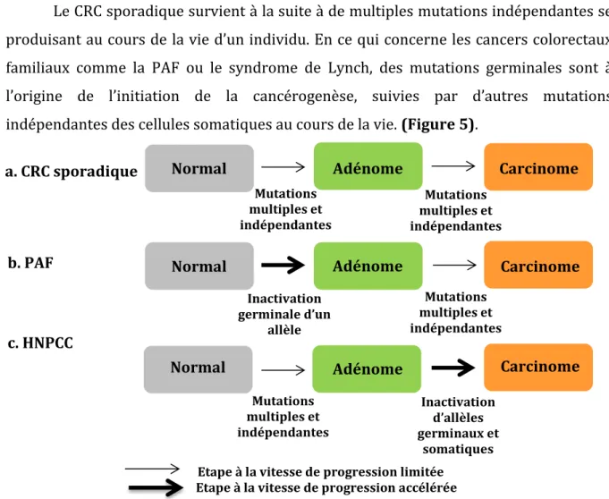 Figure 5 : Effets relatifs des mutations germinales sur l’initiation et la progression des tumeurs