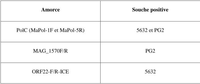 Tableau 1 : Positivité des souches selon l'amorce de la PCR 
