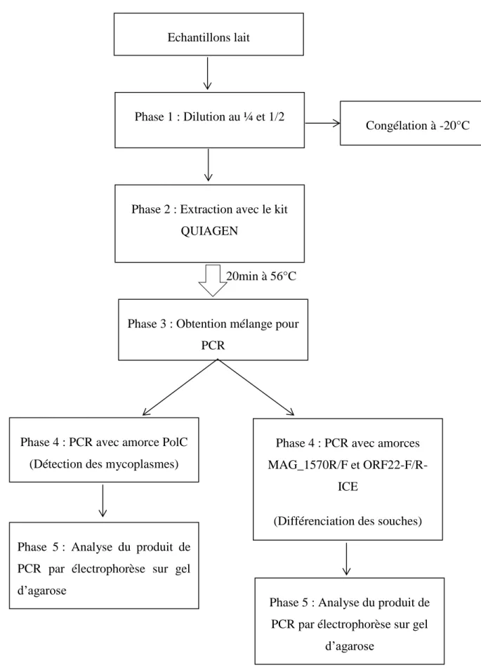 Figure 4 : Schéma expérimental des PCR sur les échantillons de lait