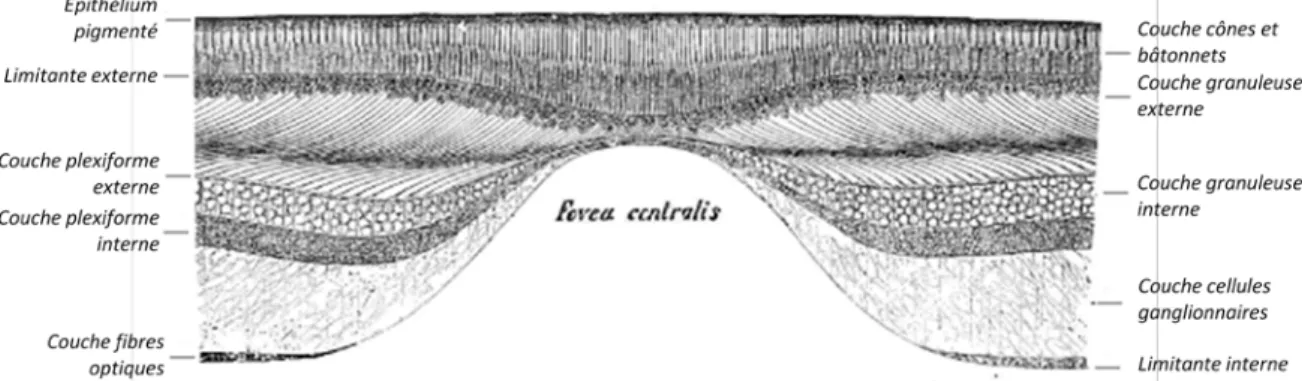 Figure 3 : Coupe verticale de la macula et de la fovea centralis chez l'Homme (adapté d'après  Schultze, 1866) 