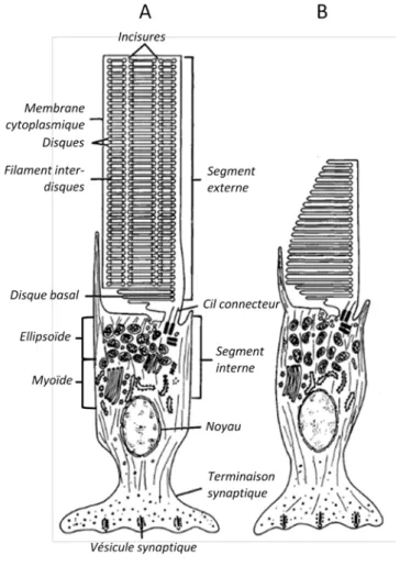 Figure 5 : Structure d'un bâtonnet (A) et d'un cône (B) (d'après Bok, 1985 ) 
