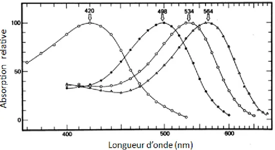 Figure 6 : Spectre d'absorption des 4 photopigments présents chez l'homme (d'après Bowmaker 