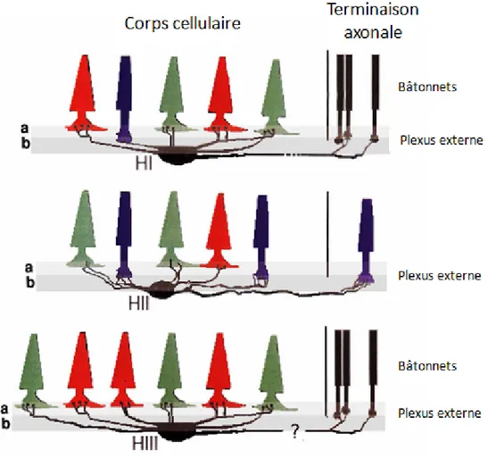 Figure 11 : Relations schématiques des différents types de cellules horizontales et leur spécificité avec  les types de cônes