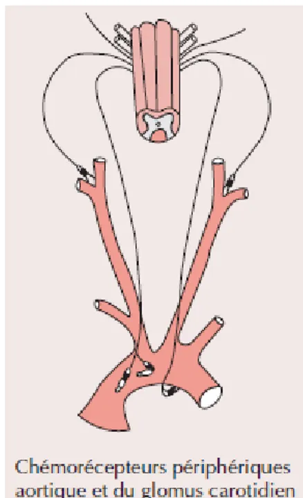 Figure 5 : localisation des chémorécepteurs périphériques (Guyton et al., 1996) . 