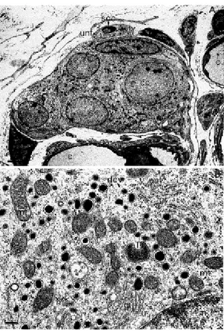 Figure 9 : section d’un corps carotidien de lapin.  