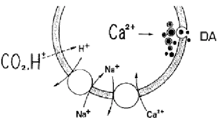Figure 15 : illustration de la transmission du message en milieu acide (hypercapnie/acidose)