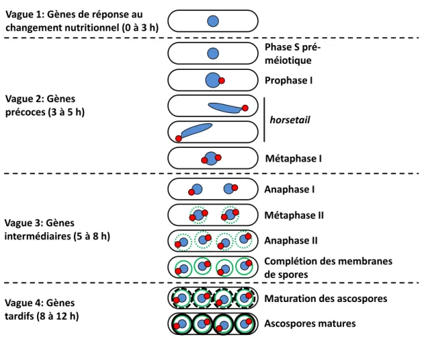 Figure 3. Vagues d’expression génique lors des différentes étapes du cycle méiotique  chez  S