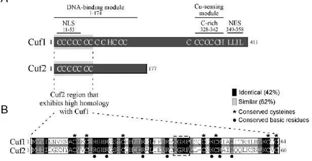 Fig.  1.    Comparison  of  Cuf2  with  the  S.  pombe  copper  metalloregulatory  transcription  factor Cuf1