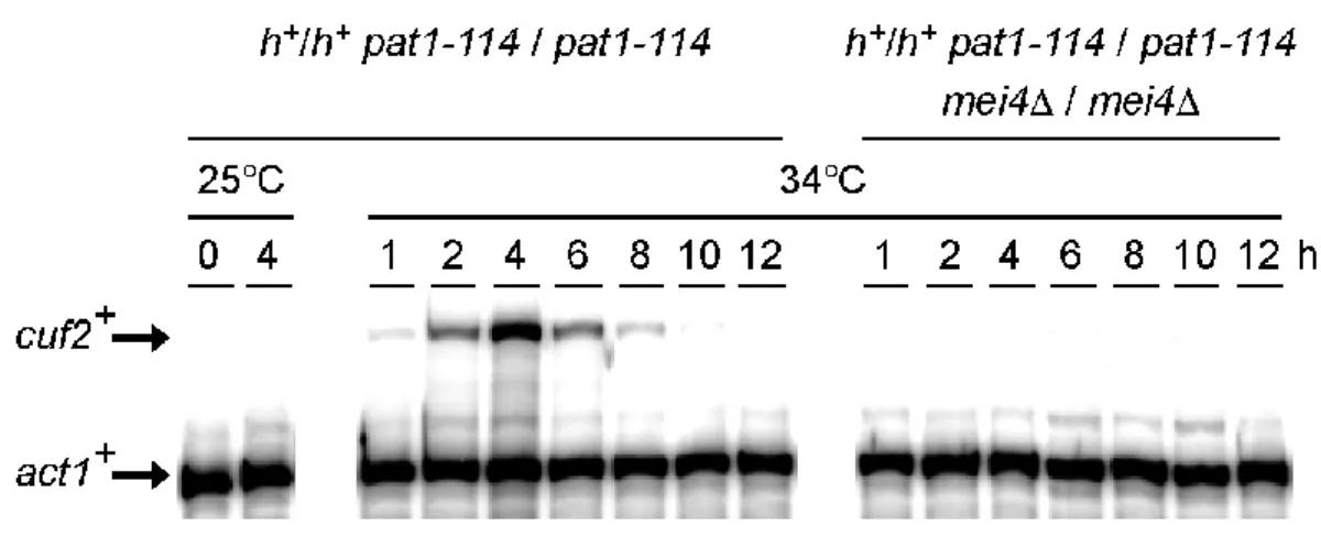 Fig.  3.    cuf2 +   gene  expression  is  Mei4-dependent.    pat1-114/pat1-114  (mei4 + /mei4 + )  and  pat1-114/pat1-114  mei4∆/mei4∆  strains  were  pre-synchronized  by  nitrogen  starvation  at  25 o C,  and  then  were  induced  to  undergo  synchron
