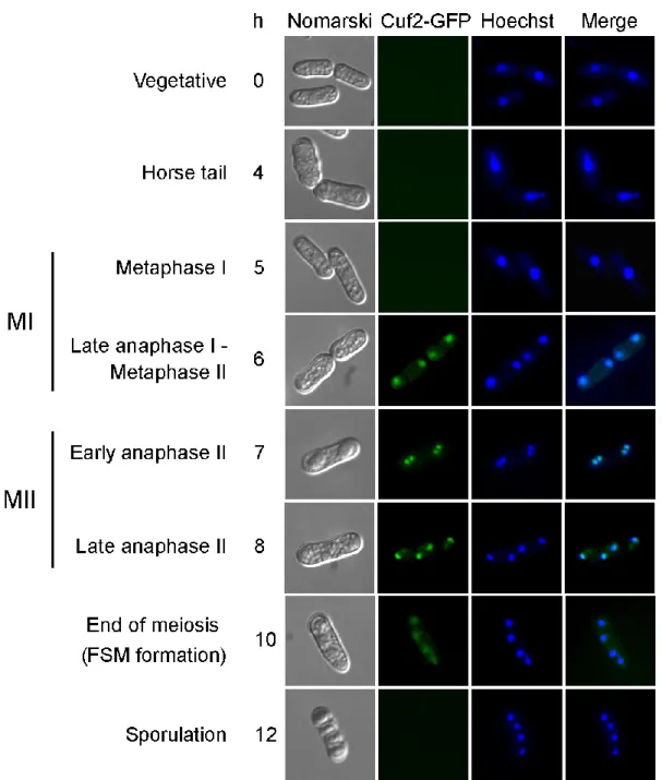 Fig. 4.  Analysis of Cuf2-GFP localization during both meiosis and sporulation.  The Cuf2- Cuf2-GFP fluorescence signal (center left) was observed at different stages of meiosis following  the azygotic meiotic induction of a h + /h -  cuf2∆/cuf2∆ cuf2 + -G