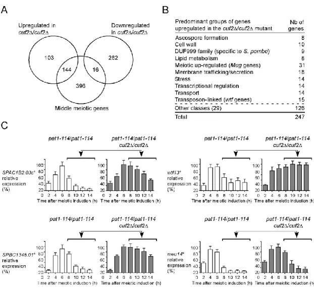 Fig.  5.    Effect  of  cuf2∆/cuf2∆  deletion  on  the  expression  of  S.  pombe  genes