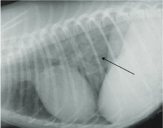 Figure 8 : Radiographie thoracique en vue de profil gauche d'un chien atteint de leptospirose aigue :  Pattern broncho-interstitiel caudo-dorsal 